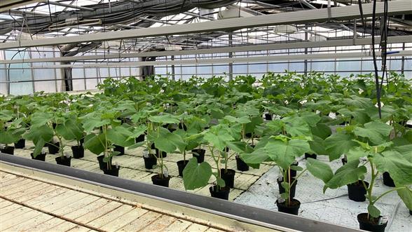 STOR AGURK PLANTE 🥒