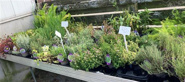 KRYDDERURTER FRIT VALG 15 KRONER